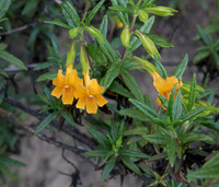 Sticky Monkey Flower