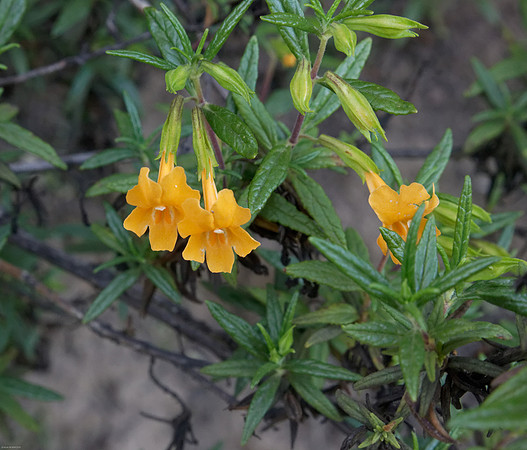 Sticky Monkey Flower