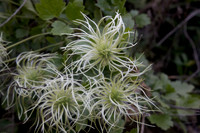 White Native Clematis
