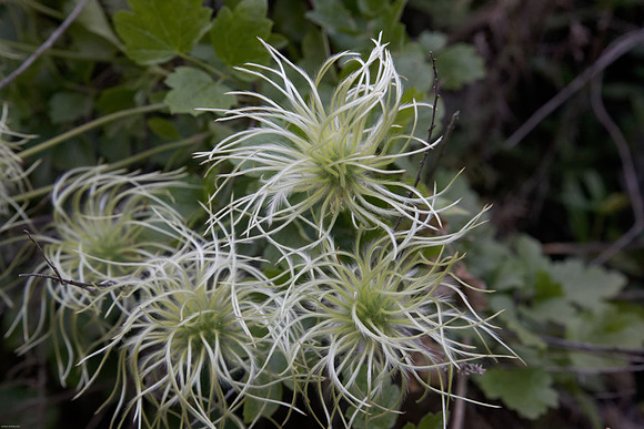 White Native Clematis