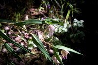Calochortus albus (globe lily)
