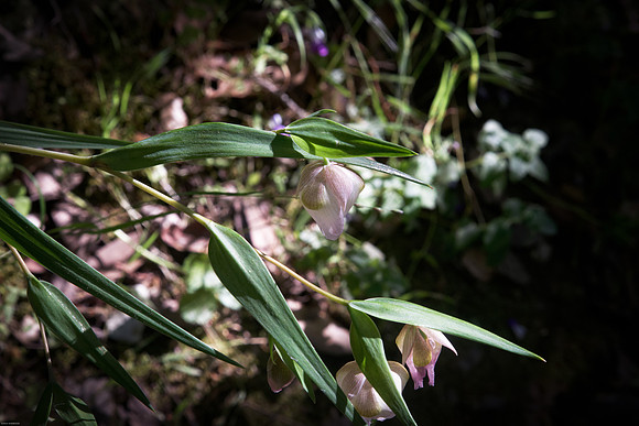 Calochortus albus (globe lily)