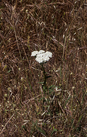 Yarrow