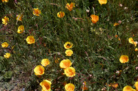 Eschscholzia californica