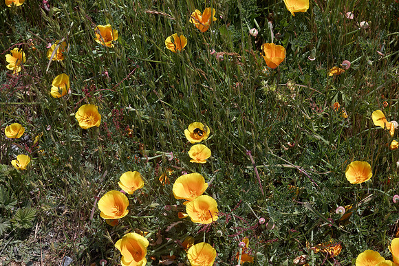Eschscholzia californica