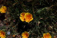 Eschscholzia californica
