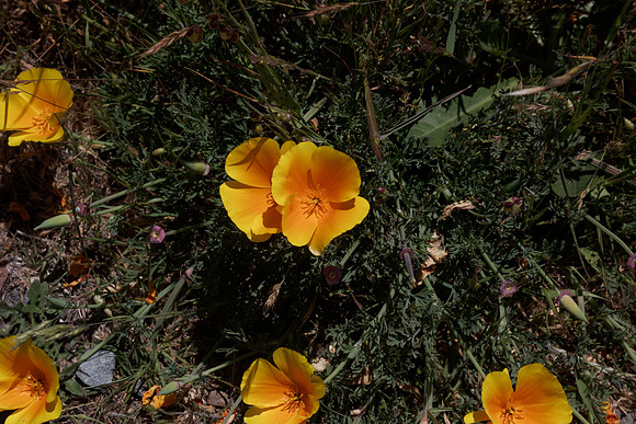 Eschscholzia californica