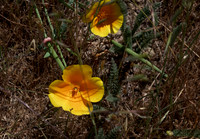 Eschscholzia californica