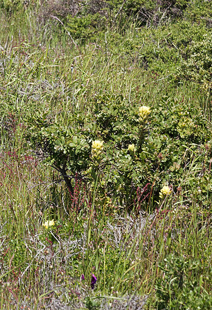 Castilleja coccinea f. lutescens