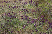 Vetch