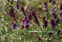 Vetch