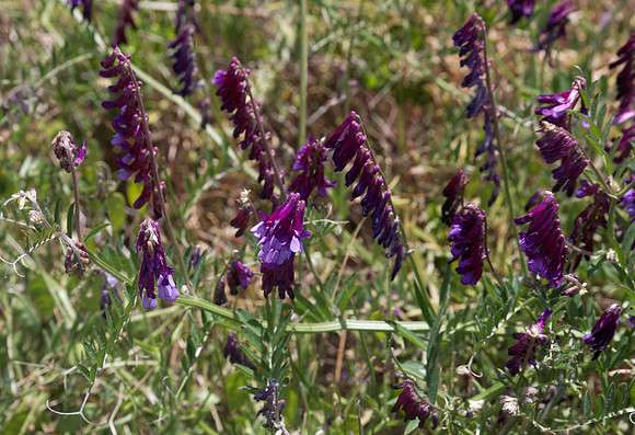 Vetch
