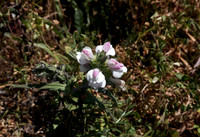 Mediterranean lineseed