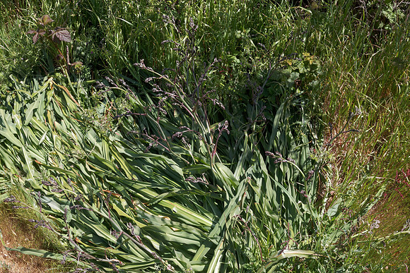 California Soap Plant