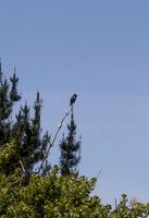 Hummingbird