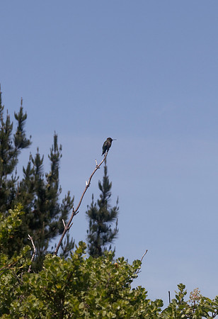 Hummingbird