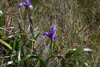 Douglas iris (Iris douglasiana)