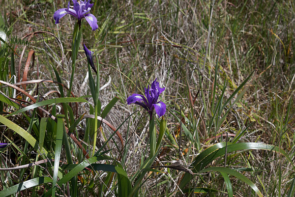 Douglas iris (Iris douglasiana)
