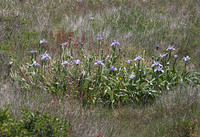Douglas iris (Iris douglasiana)