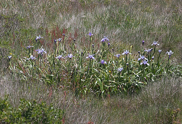 Douglas iris (Iris douglasiana)