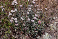 Eriogonum latifolium    Coast buckwheat,  Coast eriogonum,  Seaside buckwheat