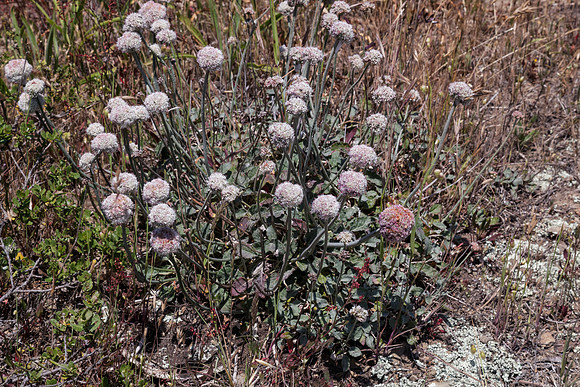 Eriogonum latifolium    Coast buckwheat,  Coast eriogonum,  Seaside buckwheat