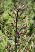 Scrophularia californica