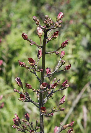 Scrophularia californica