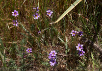 Blue Eyed Grass (Sisyrinchium bellum)