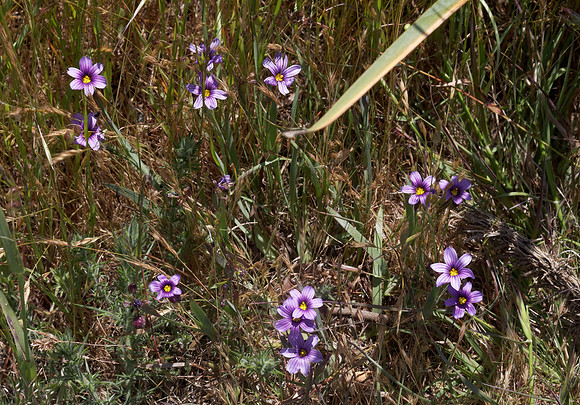 Blue Eyed Grass (Sisyrinchium bellum)
