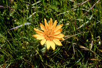 Helianthus gracilentus