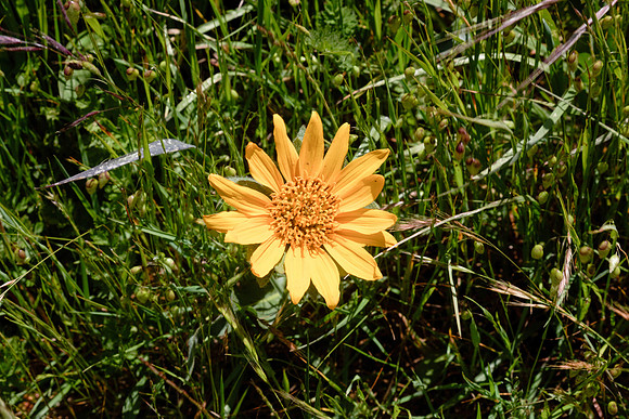 Helianthus gracilentus