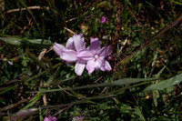 San Bruno Mountain Spring - Saddleback