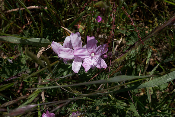 Sidalcea malvaeflora    Checker bloom,  Checker mallow,  Dwarf checkerbloom