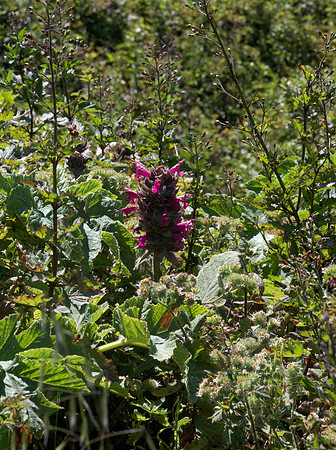 Humingbird Sage
