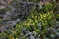 Indian Paintbrush