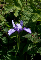 Douglas Iris