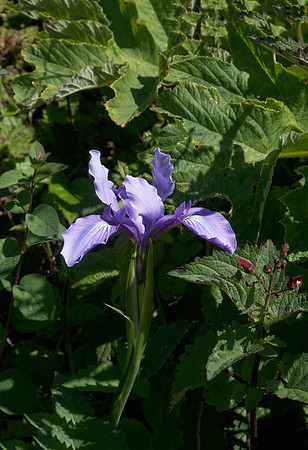 Douglas Iris