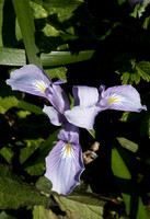 Douglas Iris