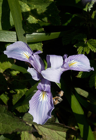 Douglas Iris