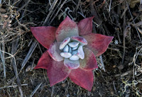 Pacific Stone Crop