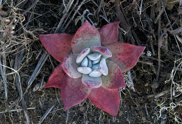 Pacific Stone Crop