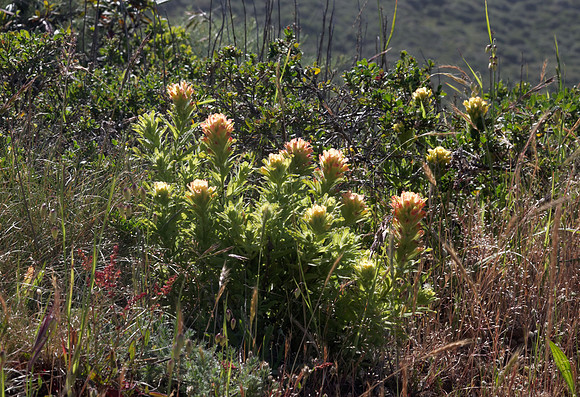 Indian Paintbrush