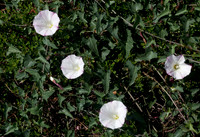 California Morning Glory