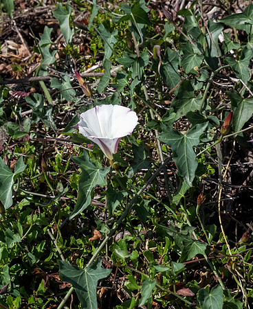 California Morning Glory