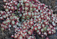 Pacific Stone Crop