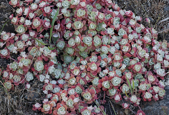 Pacific Stone Crop