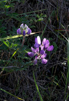 Blue Bush Lupine