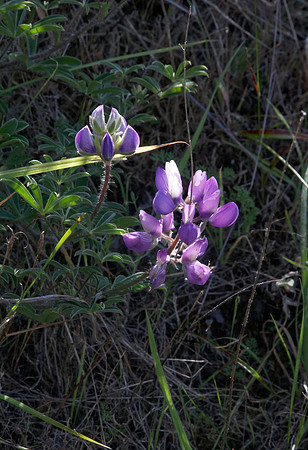 Blue Bush Lupine