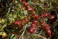 Oregon Grape–Berberis aquifolium